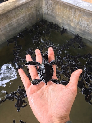 A day old sea turtle.. ❤️
This conservatory saves sea turtles and homes so many ranging from deformed turtles , to a white turtle that is born one in a million and also saves turtles that are hurt during fishing ..