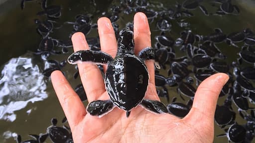 A day old sea turtle.. ❤️
This conservatory saves sea turtles and homes so many ranging from deformed turtles , to a white turtle that is born one in a million and also saves turtles that are hurt during fishing ..