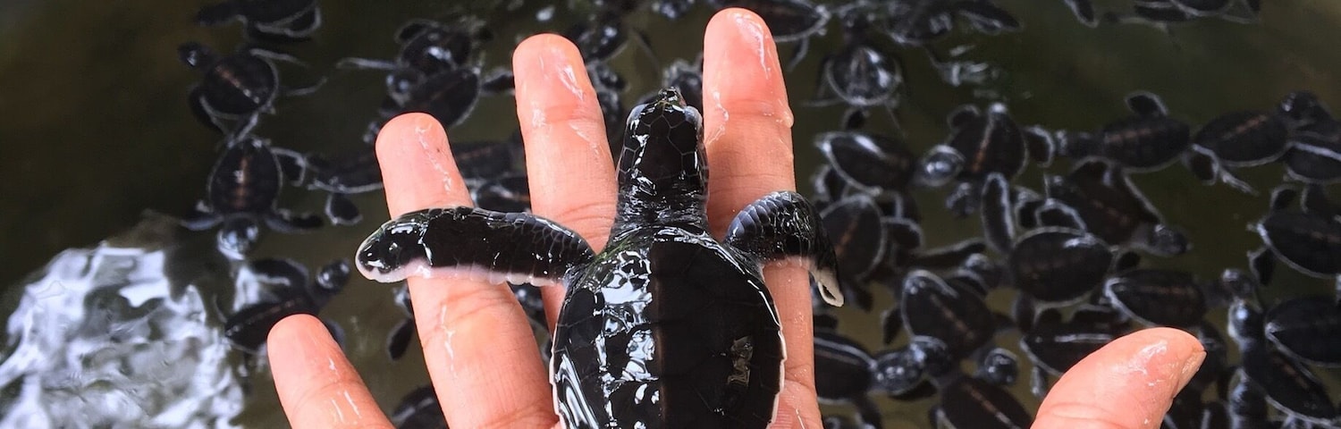 A day old sea turtle.. ❤️
This conservatory saves sea turtles and homes so many ranging from deformed turtles , to a white turtle that is born one in a million and also saves turtles that are hurt during fishing ..