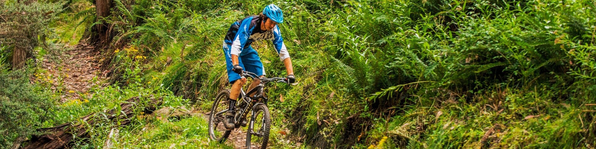 Mt. Buller Ski Slopes showing mountains, mountain biking and forest scenes
