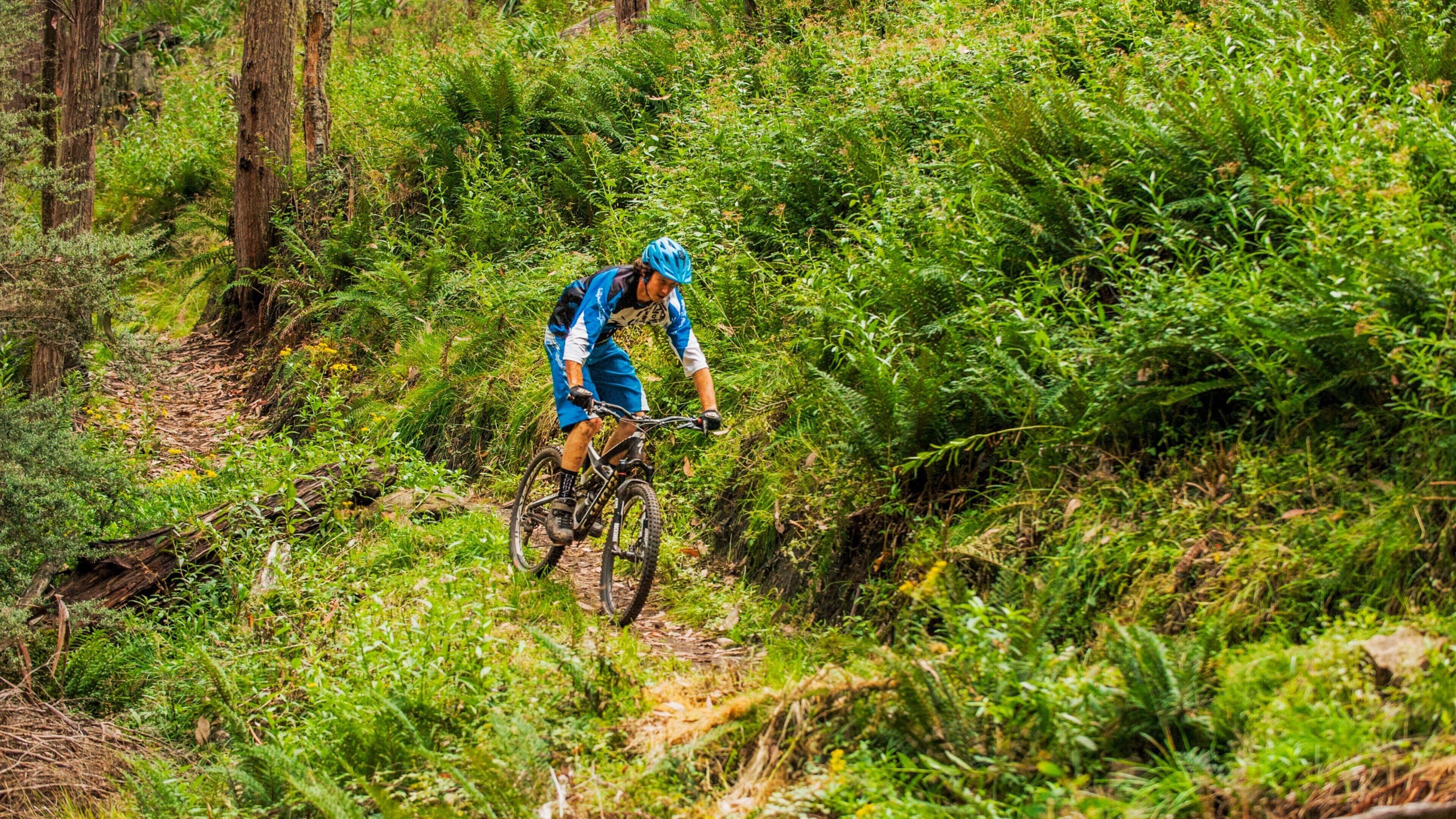 A mountain biker navigating a narrow trail through dense forest.