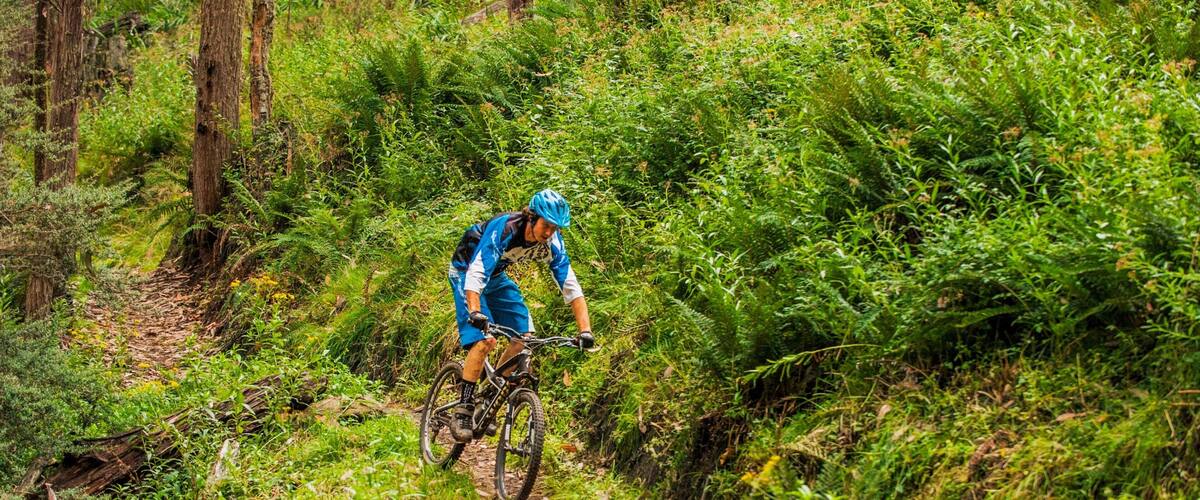 A mountain biker navigating a narrow trail through dense forest.