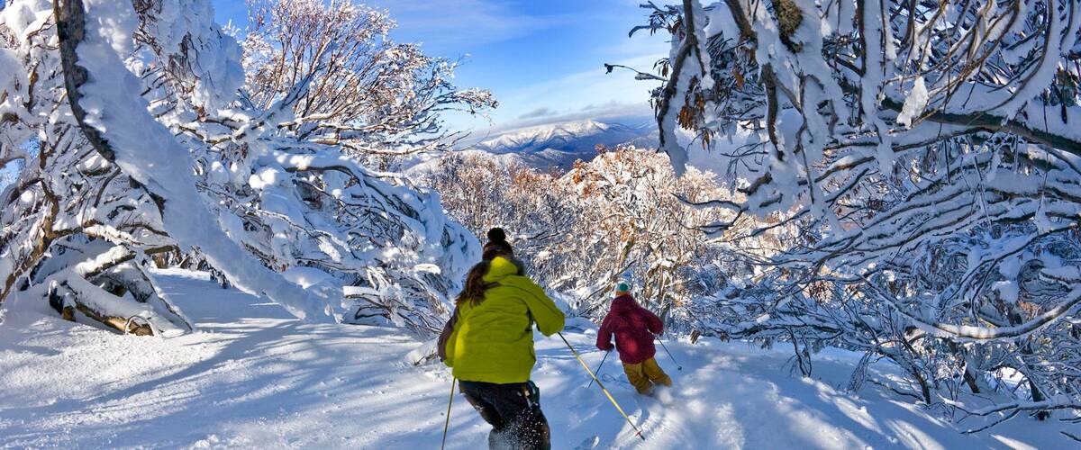 Mt. Buller Ski Slopes showing snow, forest scenes and snow skiing