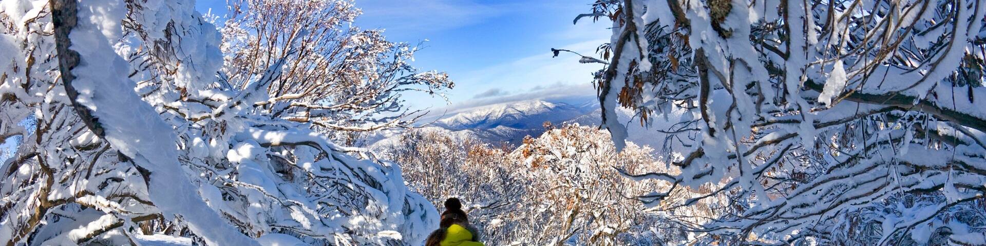 Mt. Buller Ski Slopes which includes snow skiing, snow and forests