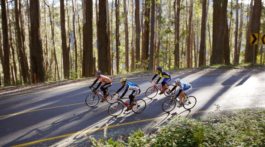 Mt. Buller Ski Slopes showing mountain biking and road cycling as well as a small group of people