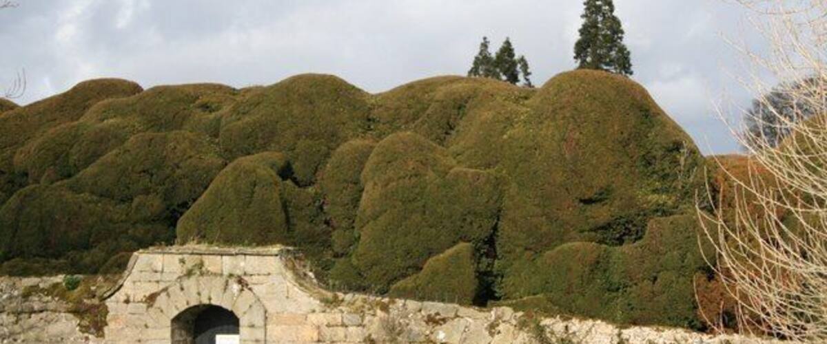 Wall and Hedge, Melbourne Hall This shows the incredibly dense foliage on the hedge at Melbourne Hall