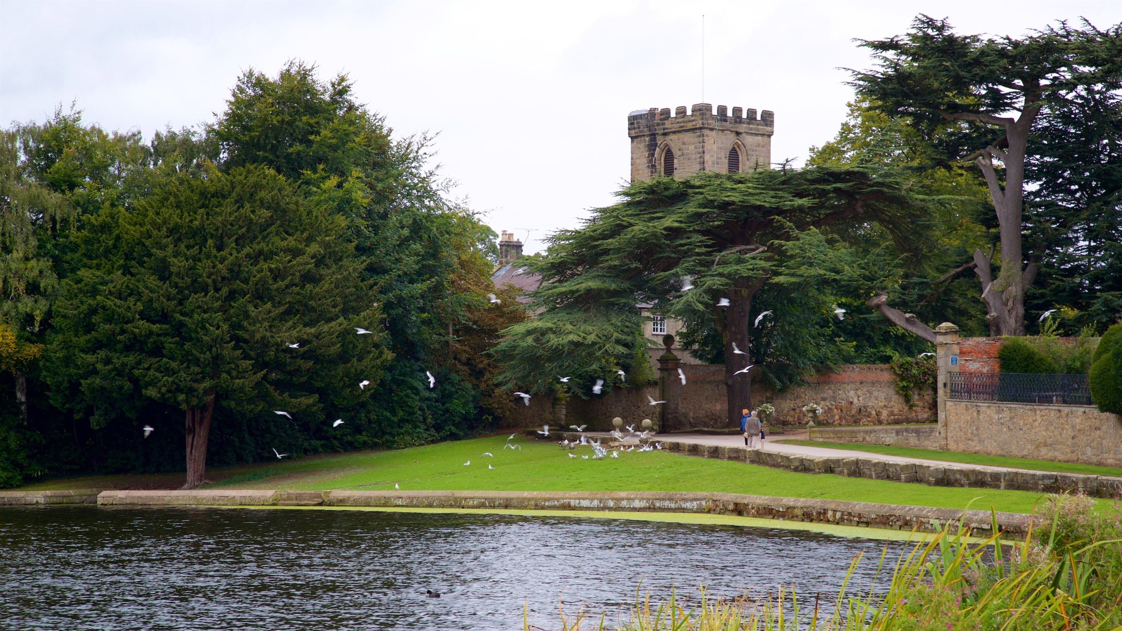 A pond with ducks, a castle in the background, and a grassy area with trees.