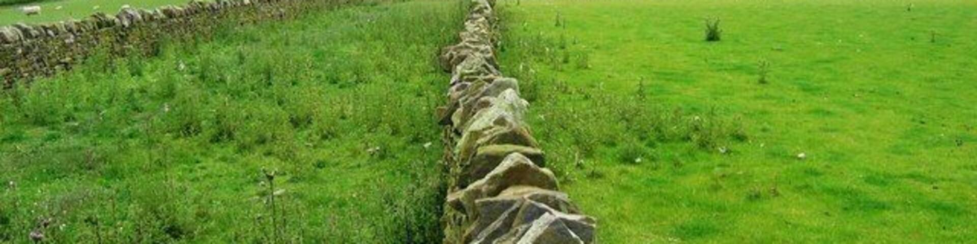 Birks Wood Looking across pasture land towards Birks Wood. The walls keep the sheep out from the right of way down the hill and the lack of grazing is clearly visible.