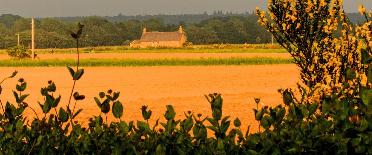 A rural landscape with a house, fields, and vegetation.
