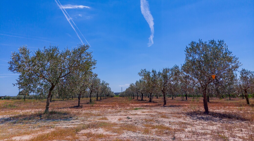Olive trees organized in rows under the sunny and bright blue sky of Spain in August.