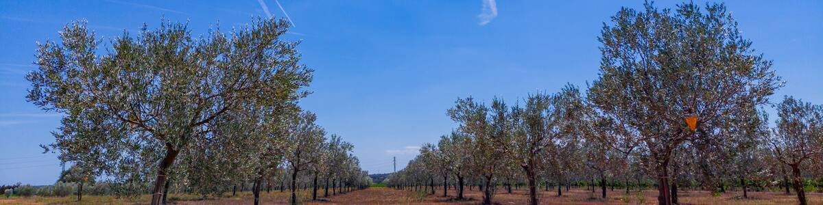 Olive trees organized in rows under the sunny and bright blue sky of Spain in August.