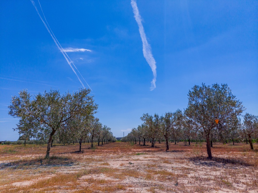 Olive trees organized in rows under the sunny and bright blue sky of Spain in August.