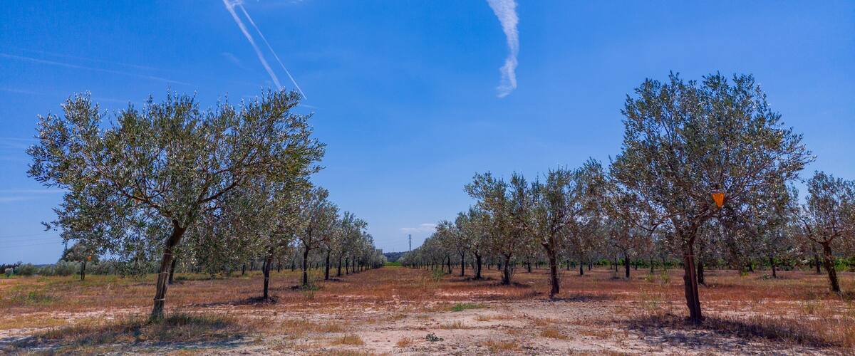 A clear blue sky with contrails, a dry field with sparse trees, and a distant power line.
