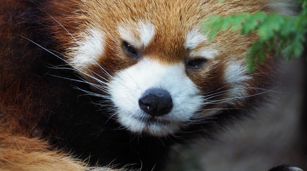動物園のレッサーパンダ