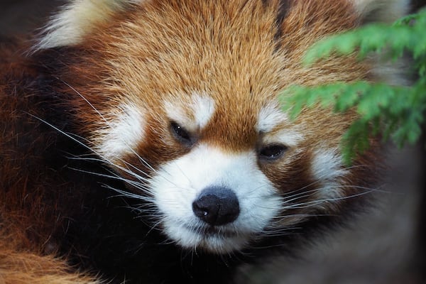 動物園のレッサーパンダ