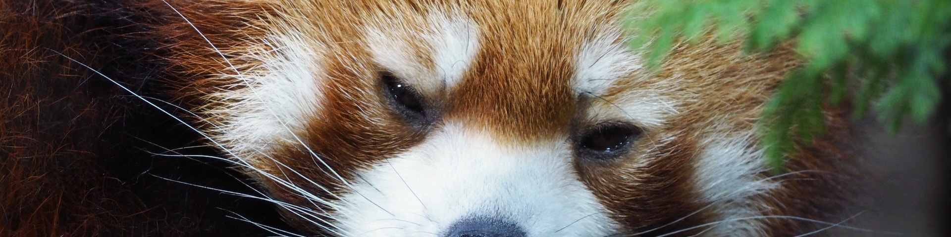 動物園のレッサーパンダ