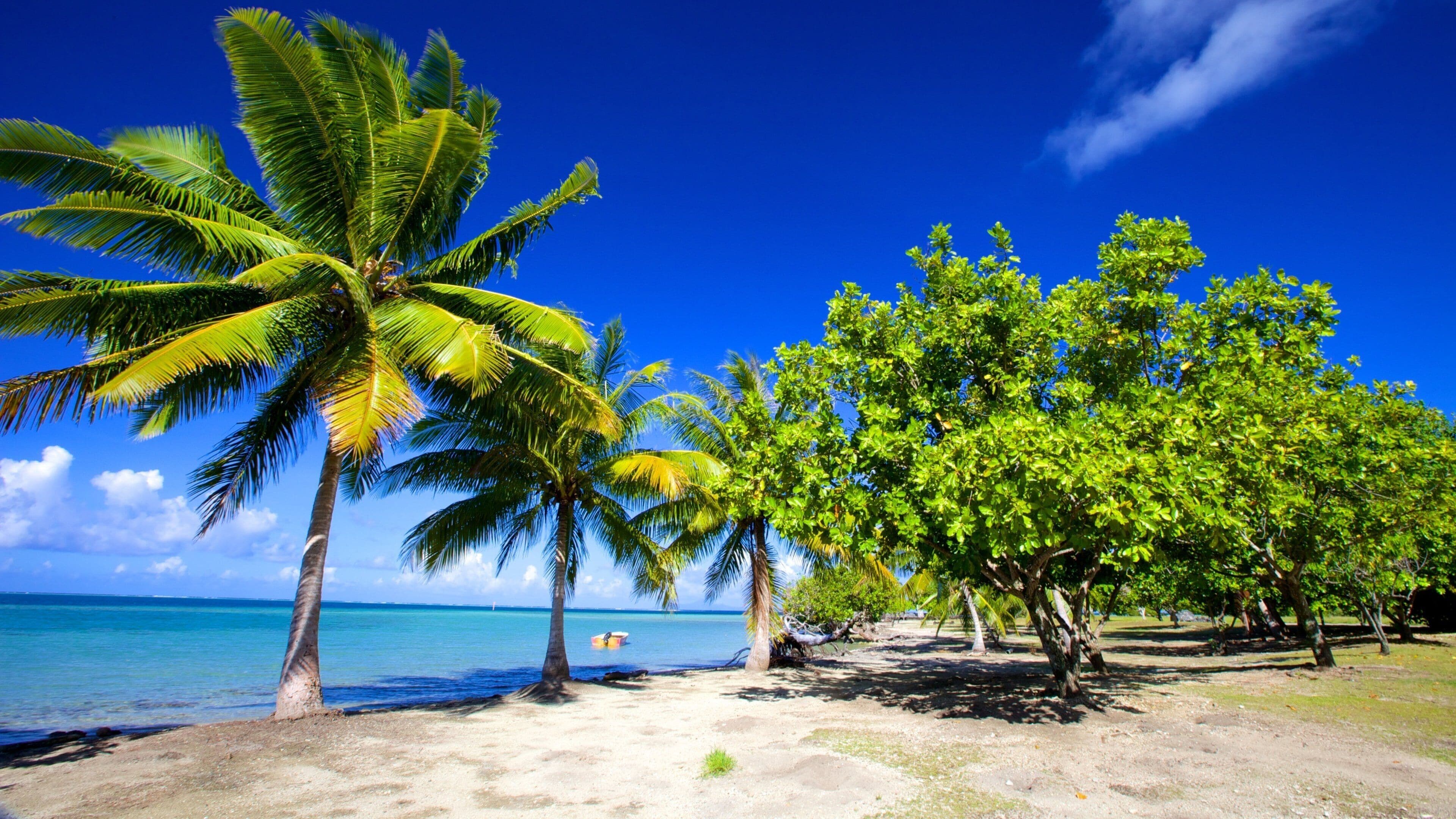 A tropical beach with palm trees and a clear blue sky.