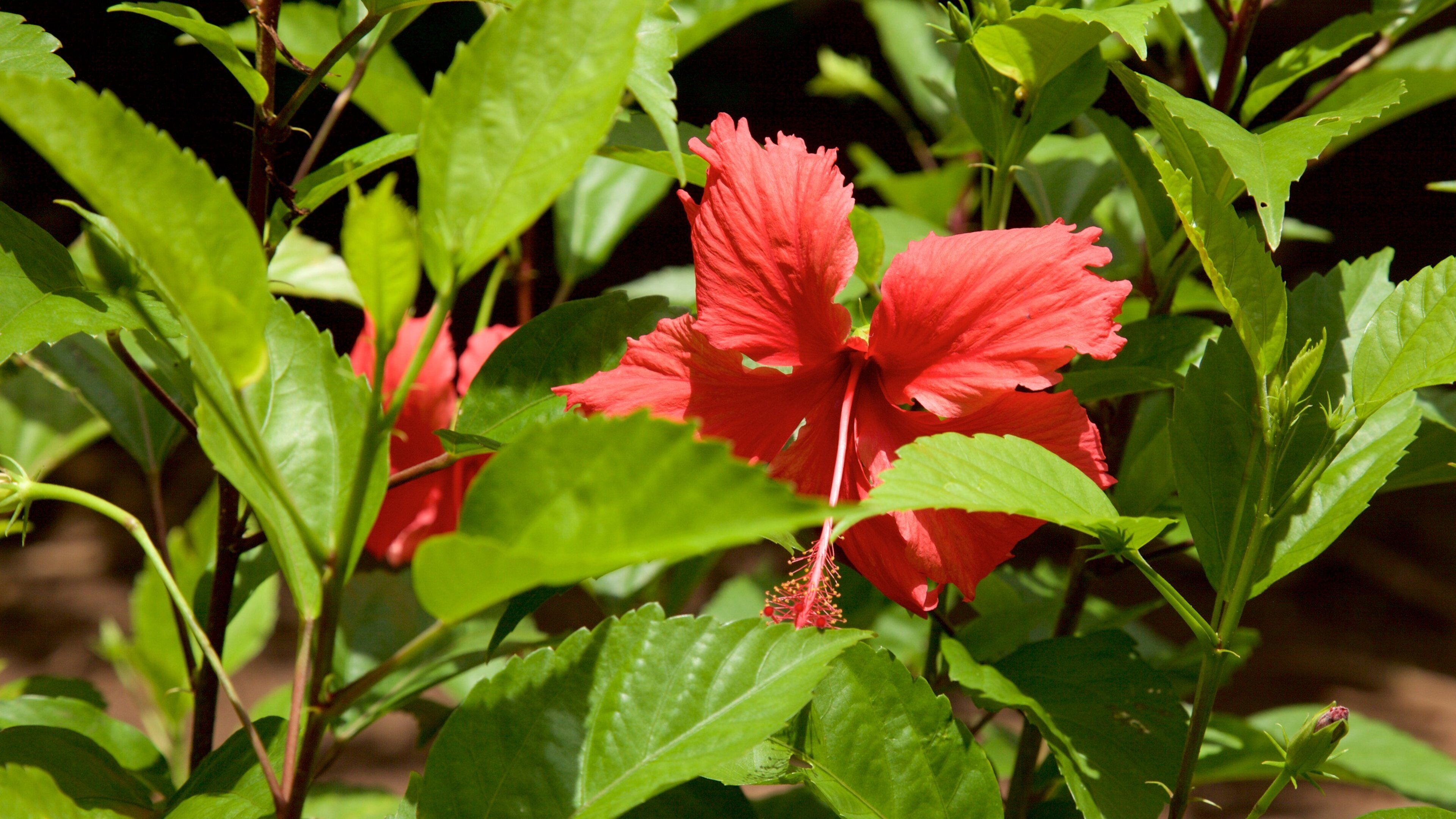 Marae Taputapuatea featuring wildflowers and tropical scenes