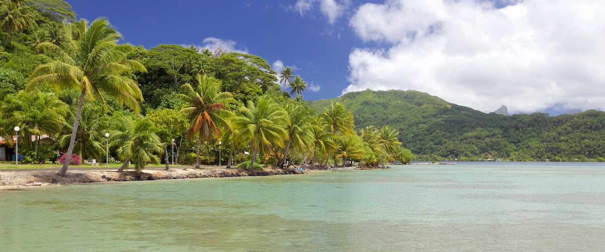 A wooden pier extending into turquoise waters, surrounded by lush green palm trees and a mountain in the background.