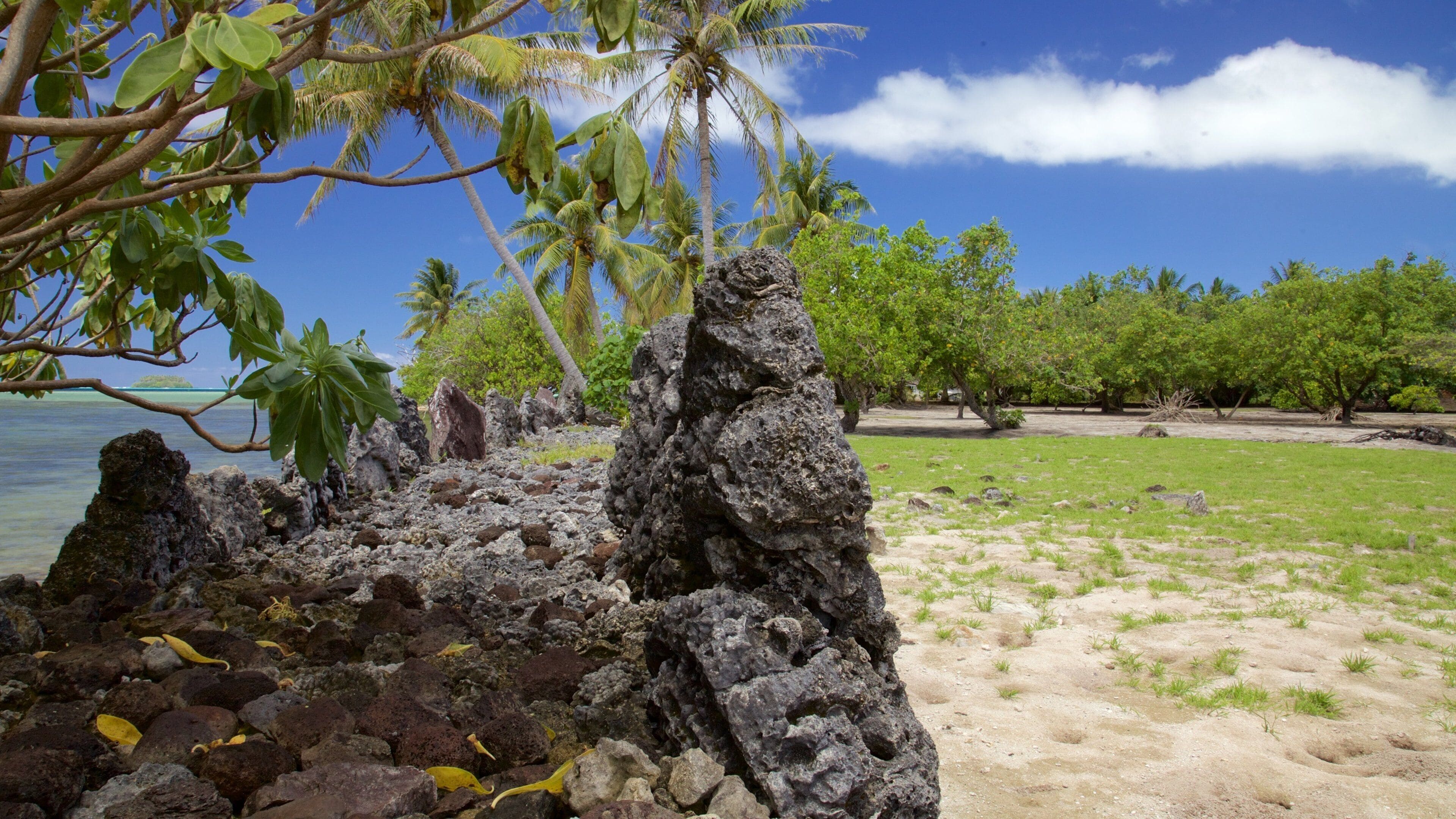 A rocky shoreline with palm trees and a clear blue sky.