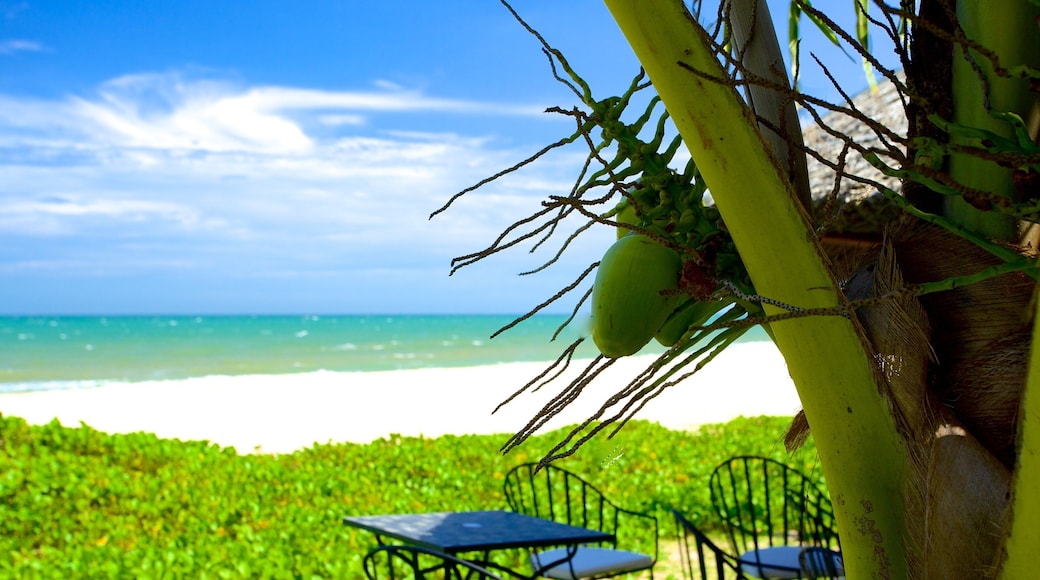 Phan Thiet Beach showing tropical scenes