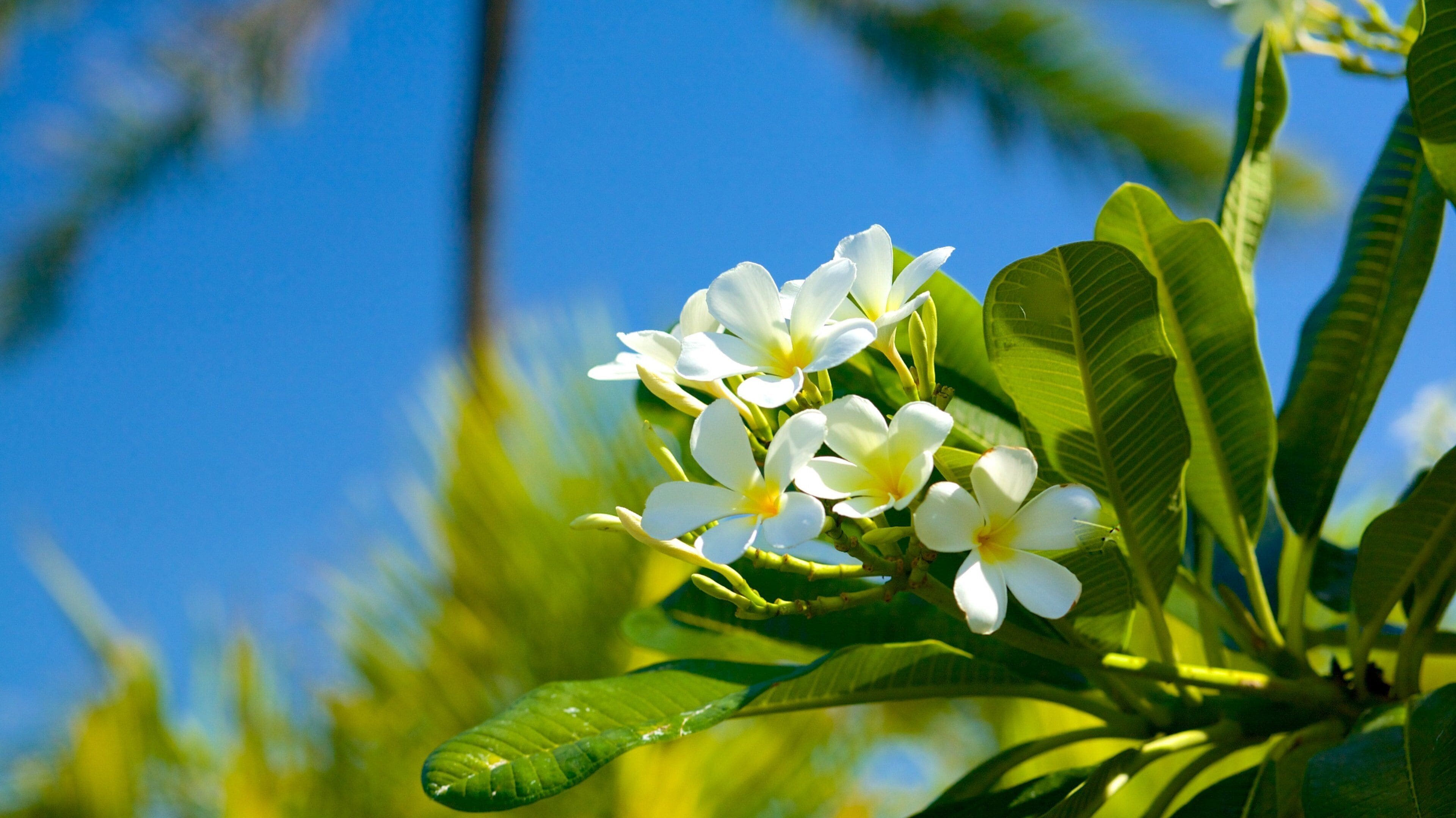 Phan Thiet Beach bevat wilde bloemen en bloemen