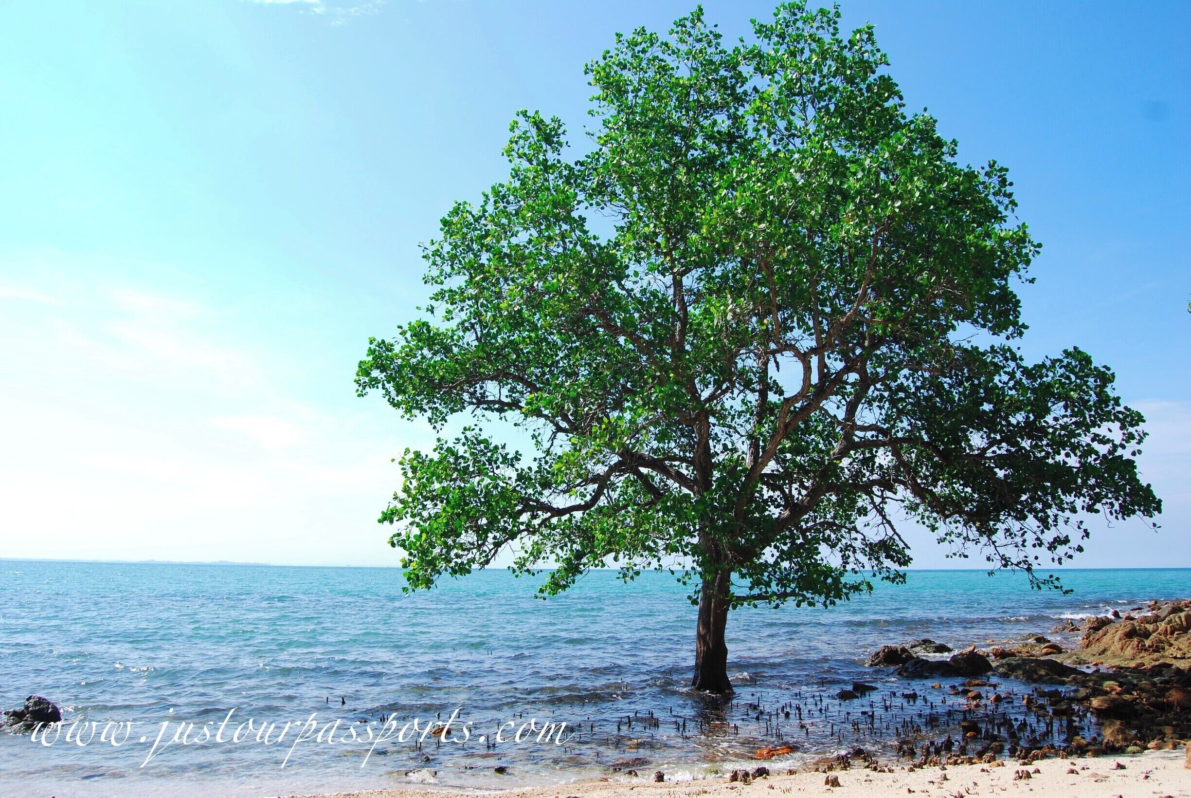 This tree sits on a secluded beach beneath/behind the Cape Rachado Lighthouse. The beach is small and wonderful with sand a bit more coarse than the other beach. There are tons of shells and sea glass for the beach-comber in you. We saw no one in the entire park when we were there. To find the beach: walk up the road to the lighthouse (entrance fee is 1 ringgit/person). Walk up the stairs to the lighthouse and in the back left there are stairs going down. Follow the path to the bottom - which is a tiring but short hike on the way back! You will find 2 beaches, one on each side of the point! #waterlust