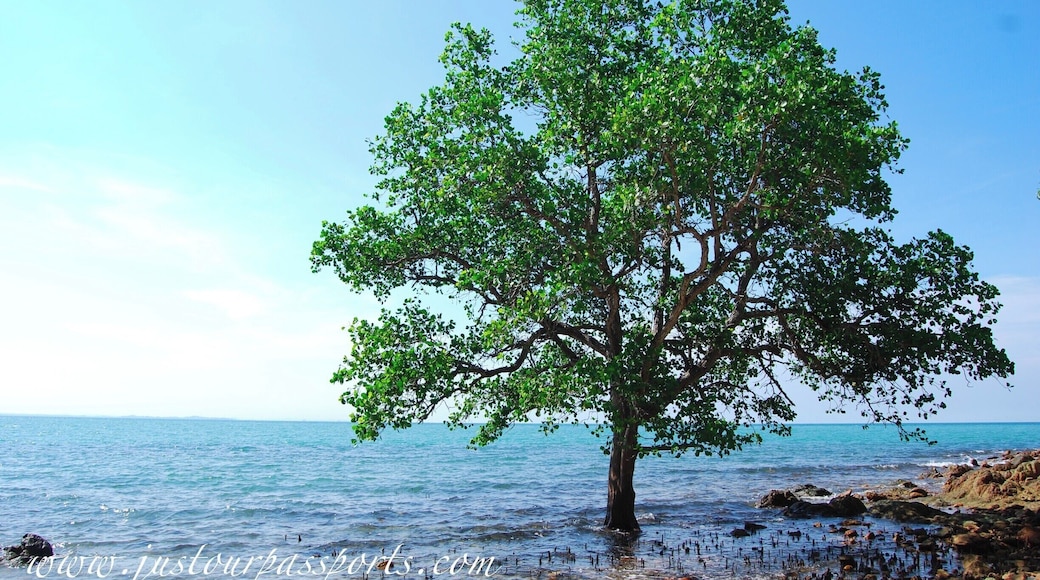 This tree sits on a secluded beach beneath/behind the Cape Rachado Lighthouse. The beach is small and wonderful with sand a bit more coarse than the other beach. There are tons of shells and sea glass for the beach-comber in you. We saw no one in the entire park when we were there. To find the beach: walk up the road to the lighthouse (entrance fee is 1 ringgit/person). Walk up the stairs to the lighthouse and in the back left there are stairs going down. Follow the path to the bottom - which is a tiring but short hike on the way back! You will find 2 beaches, one on each side of the point! #waterlust