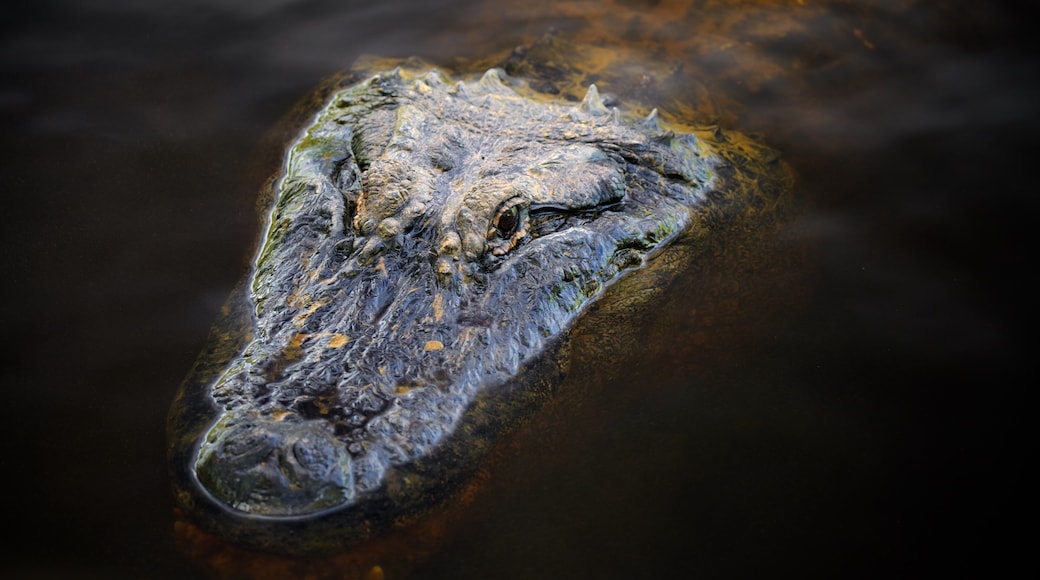 Australian Reptile Park showing dangerous animals