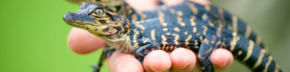 Un lézard sur une main humaine.