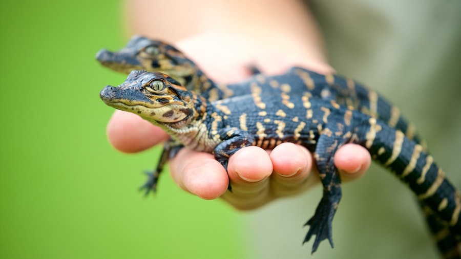 A lizard on a human hand.