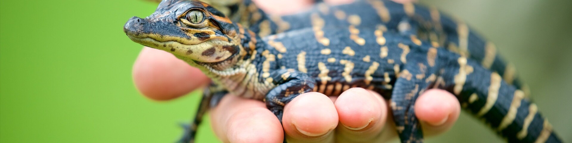 Un lagarto sobre la palma de una mano.