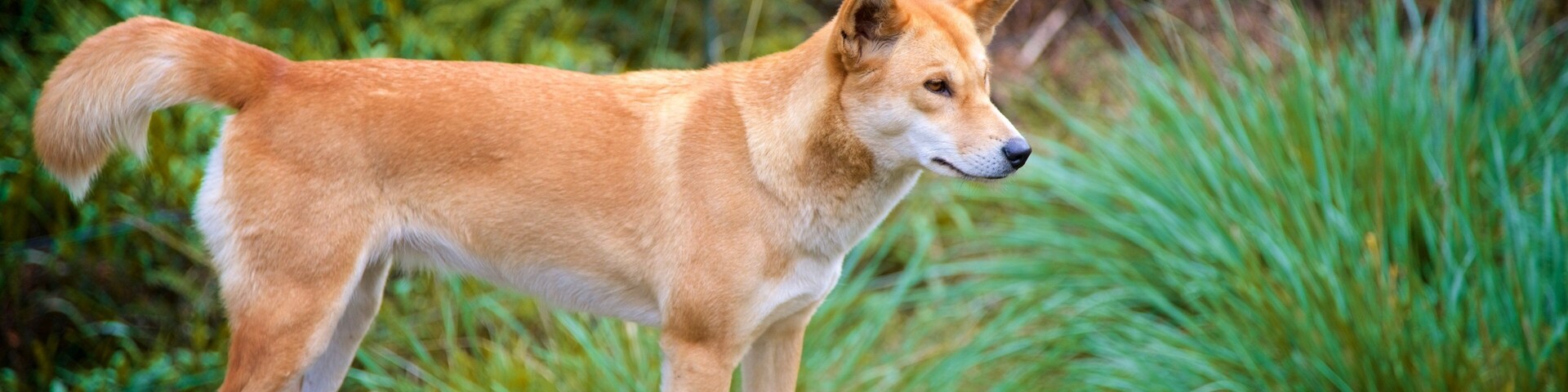 Australian Reptile Park showing animals