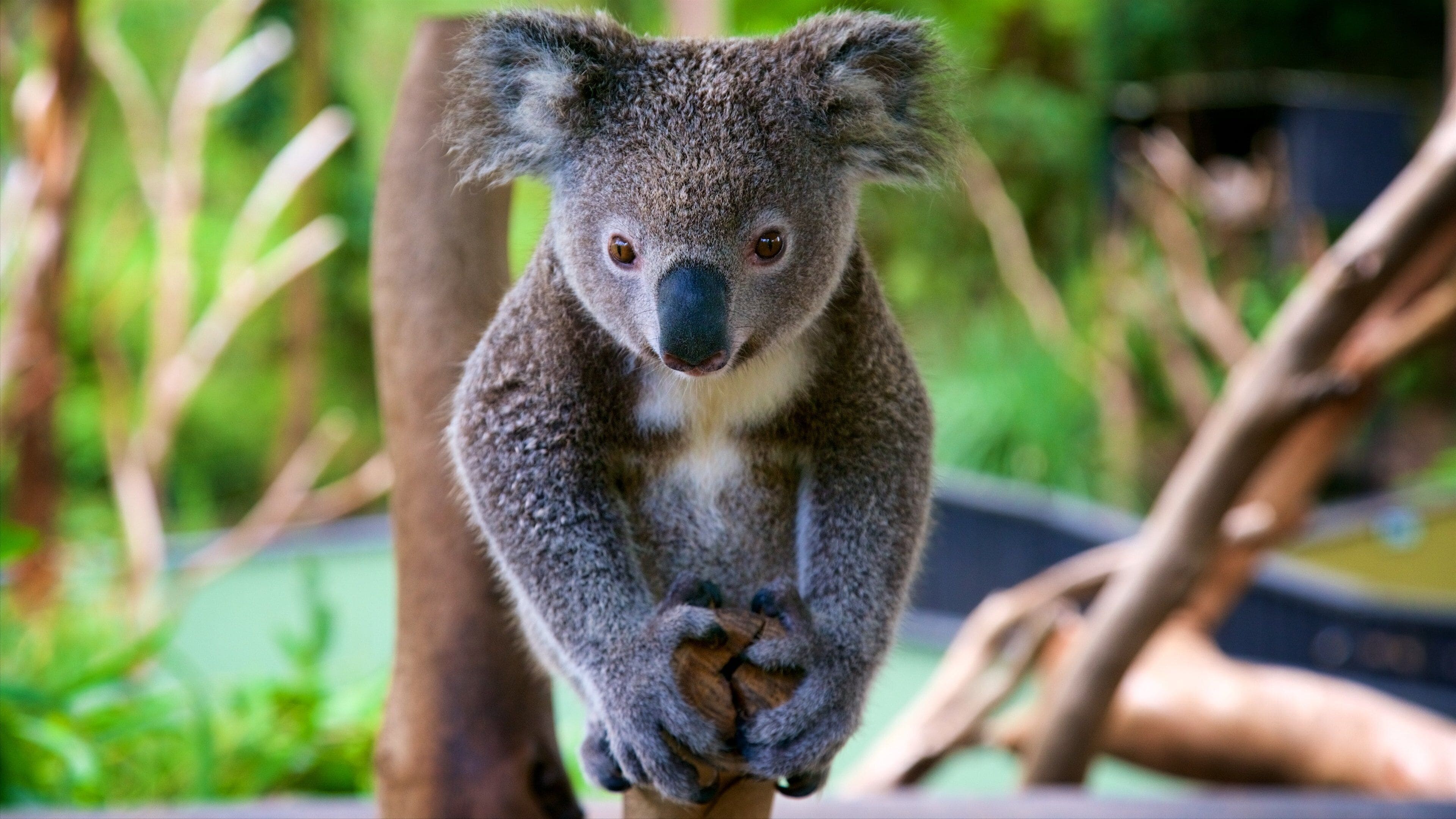 Australian Reptile Park qui includes animaux domestiques ou inoffensifs