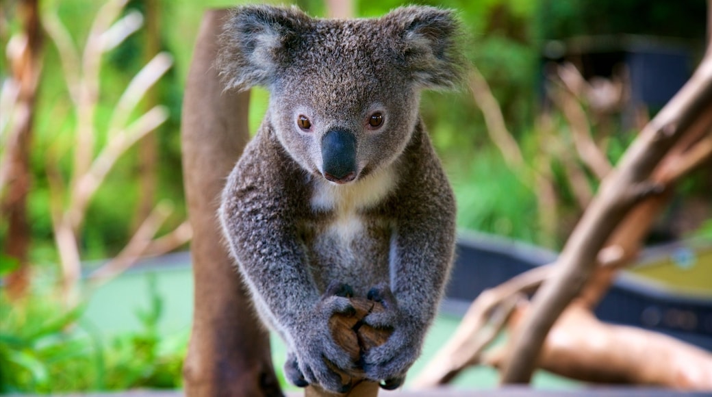 Australian Reptile Park which includes cuddly or friendly animals