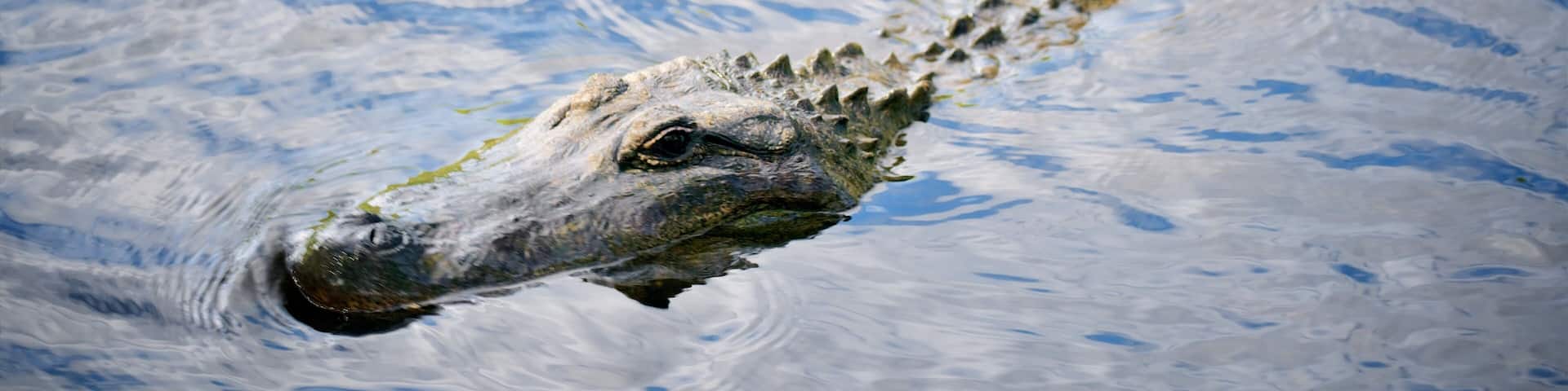 Australian Reptile Park which includes zoo animals and dangerous animals