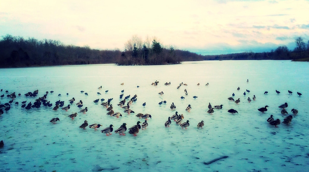 Poor ducks and their frozen lake