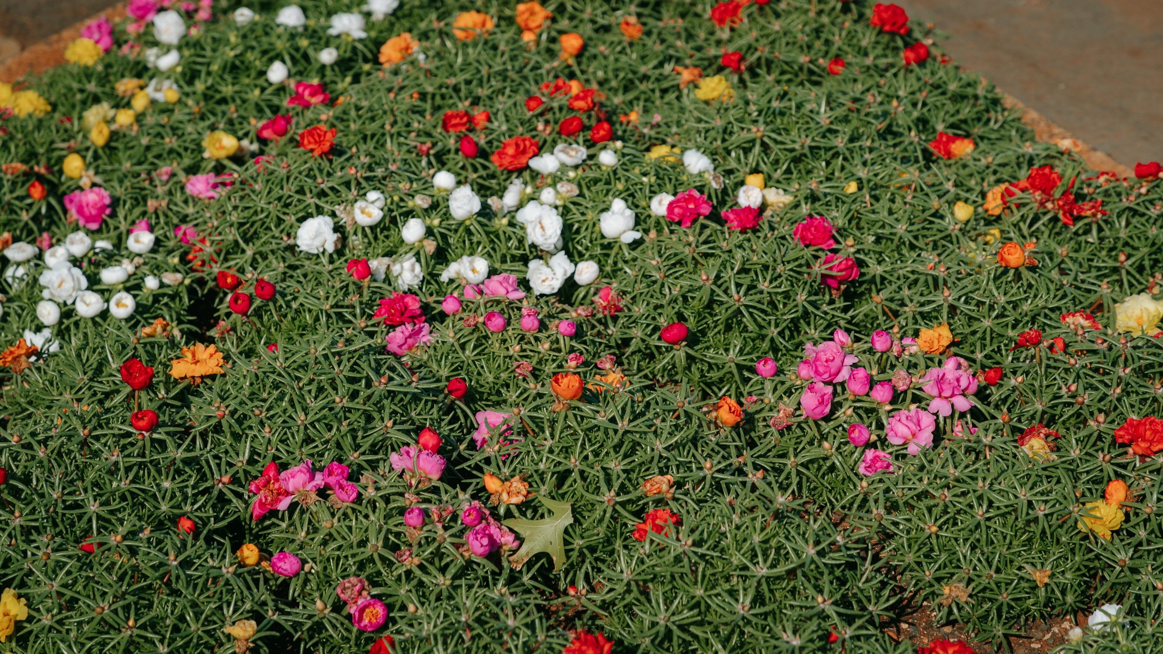 Queens Park showing wildflowers