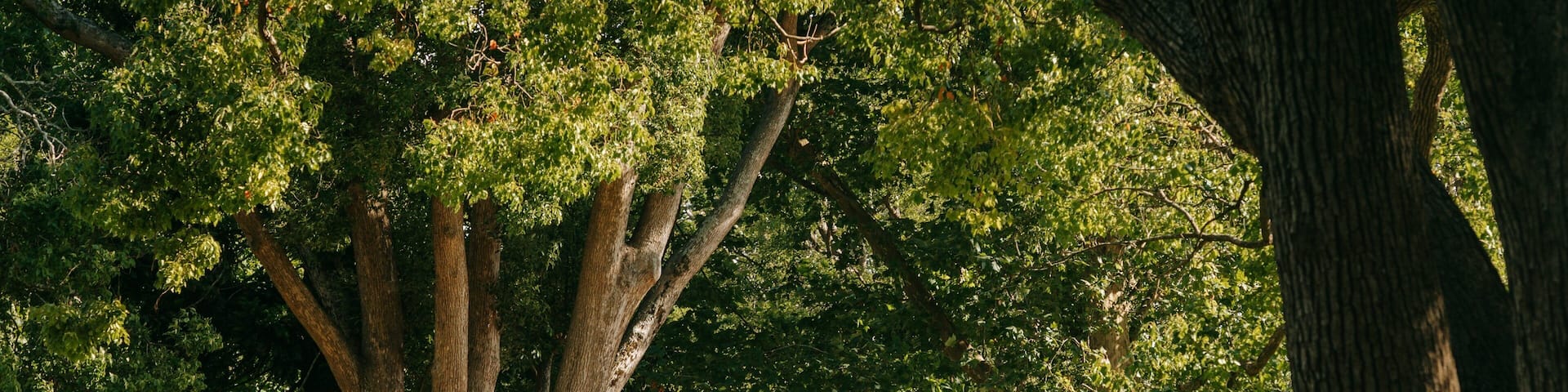 Queens Park showing a park