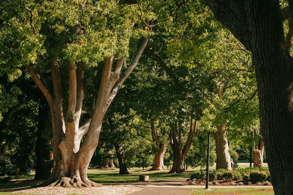 A park with large trees, a pathway, and a grassy area.