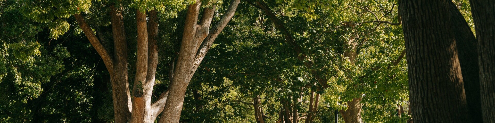 Queens Park showing a park