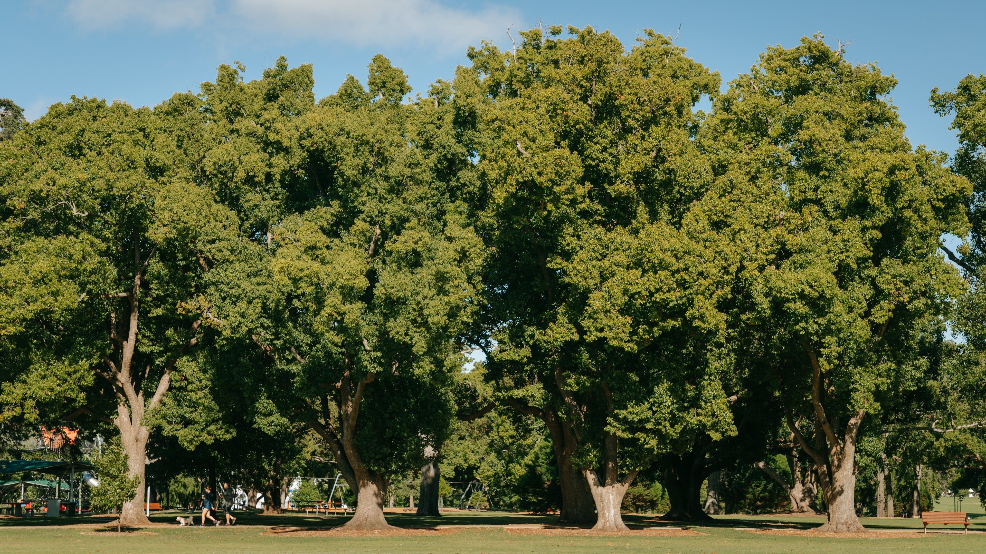 Queens Park showing a garden