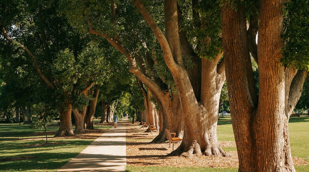 Queens Park showing a park