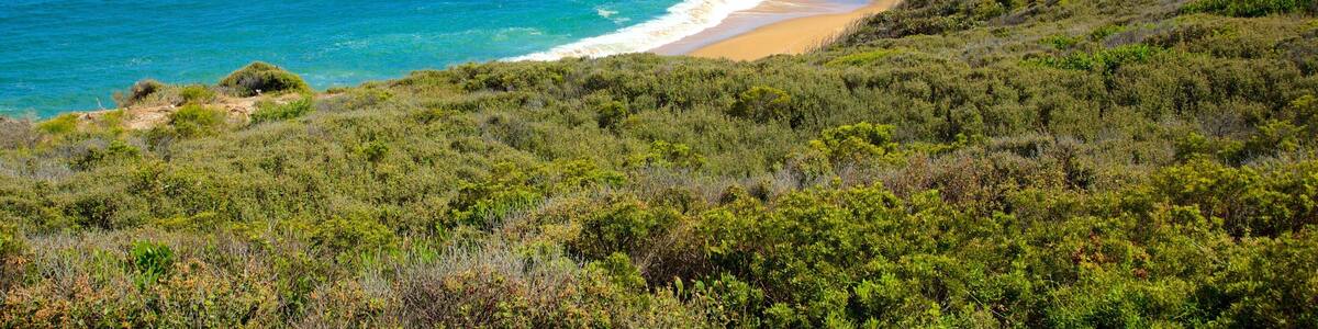 Bell\'s Beach showing landscape views and a bay or harbor