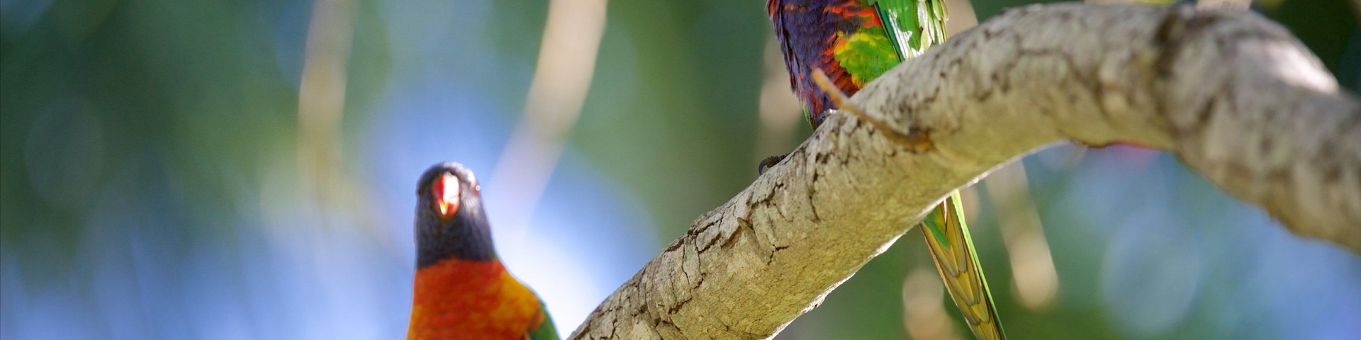 Jardim Botânico e Zoológico de Rockhampton mostrando vida das aves