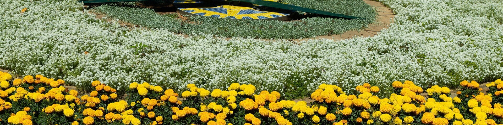 Rockhampton Botanic Gardens and Zoo featuring flowers, wildflowers and a garden