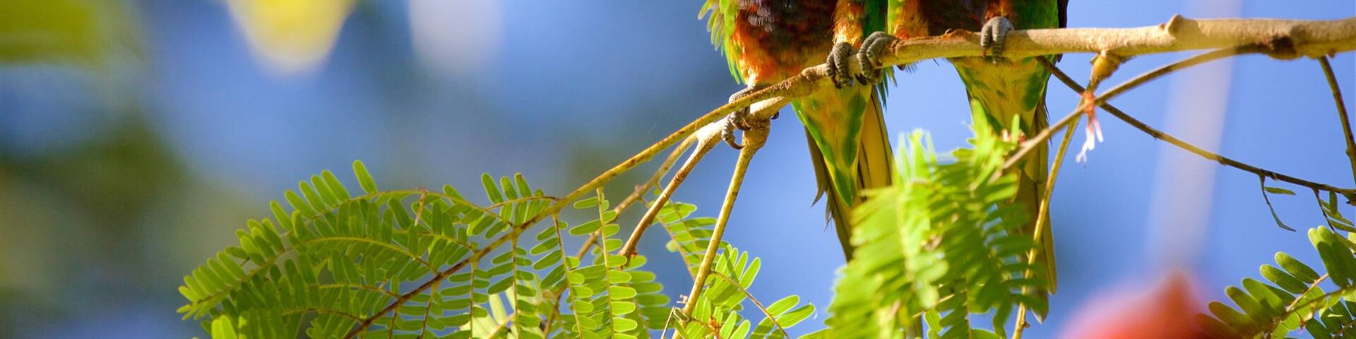 Two colorful birds perched on a branch with green leaves in the background.