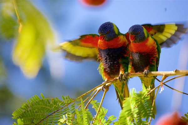 Botanischer Garten und Zoo von Rockhampton welches beinhaltet Vögel