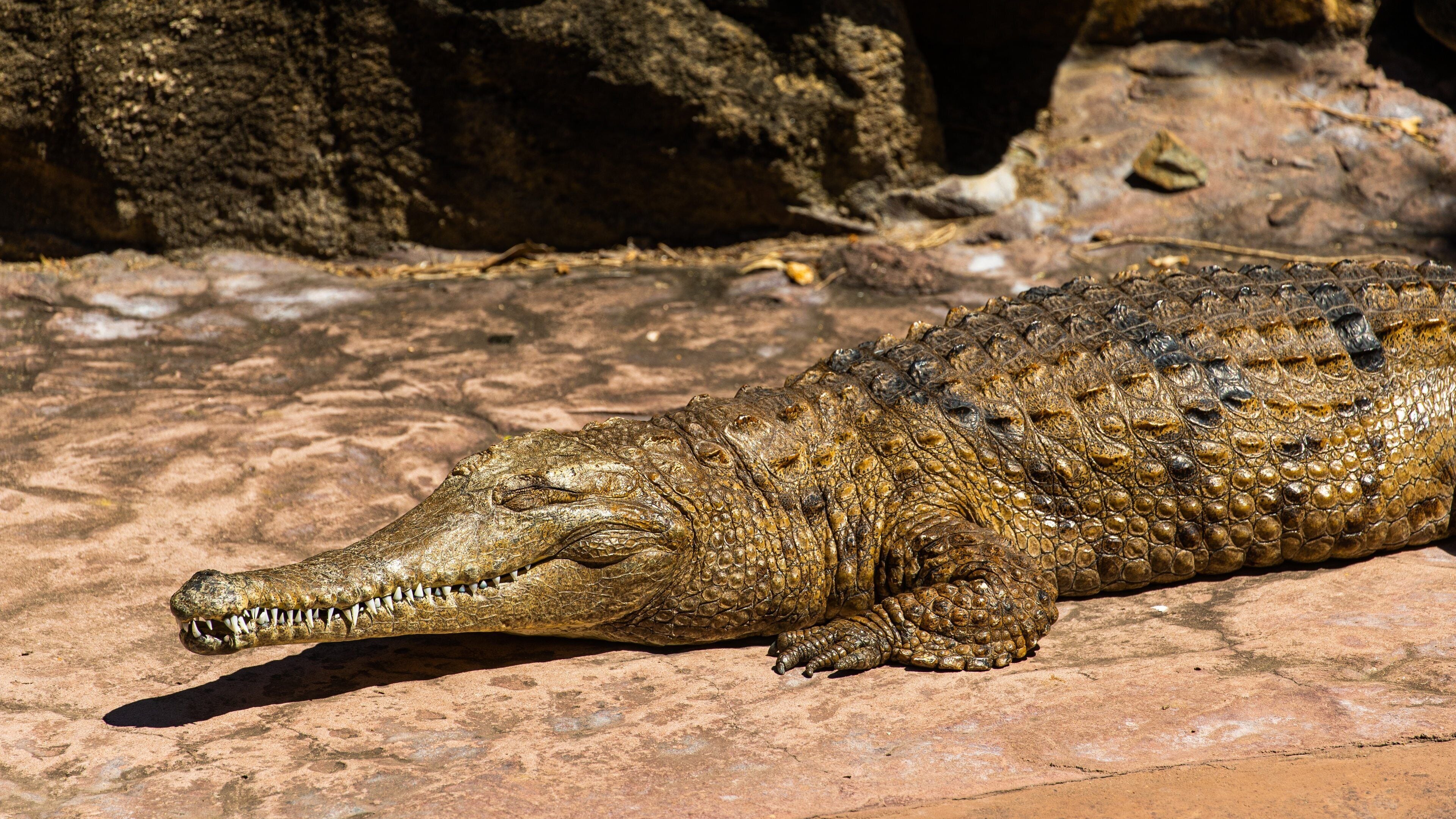 Capricorn Coast which includes dangerous animals