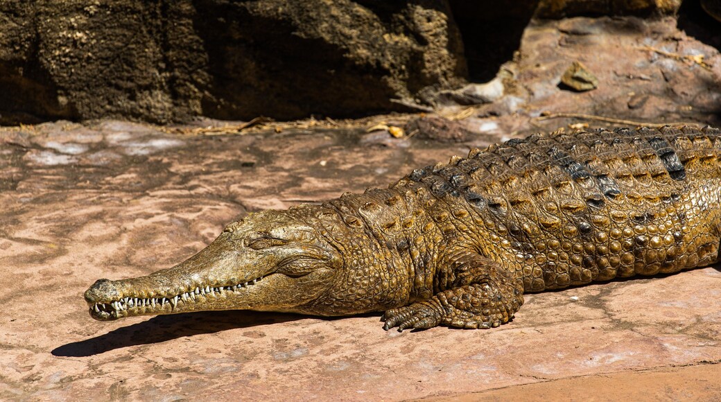 Capricorn Coast which includes dangerous animals